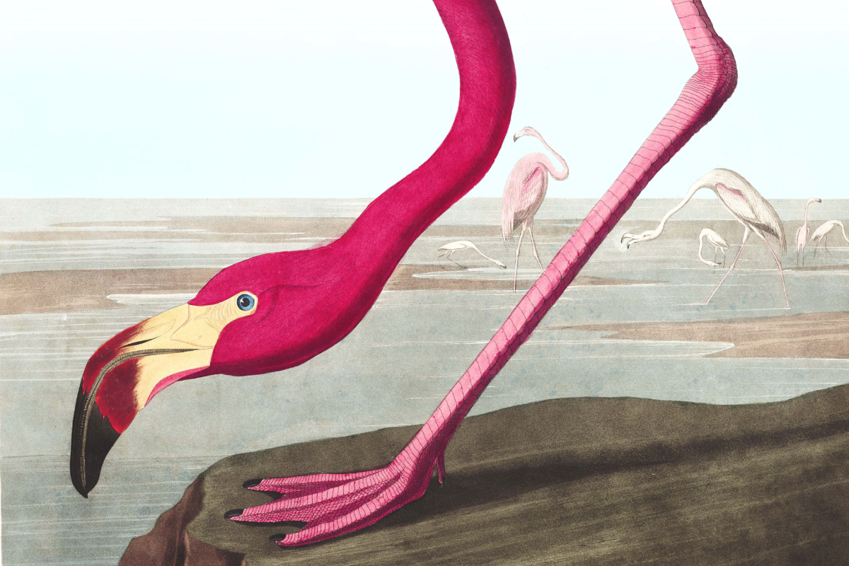 illustration of a flamingo
